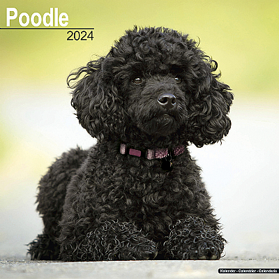 Poodle Calendar 2024 (Square)